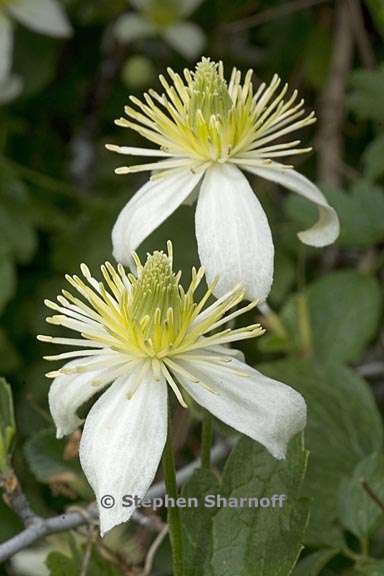 clematis lasiantha 5 graphic